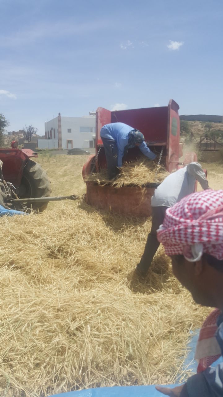 بالفيديو والصور.. “المواطن” ترصد بداية موسم حصاد القمح في عسير