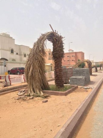 بالصور.. أرصفة متناثرة وأشجار تالفة تشوِّه مشروع تزيين “إسكان الرياض”
