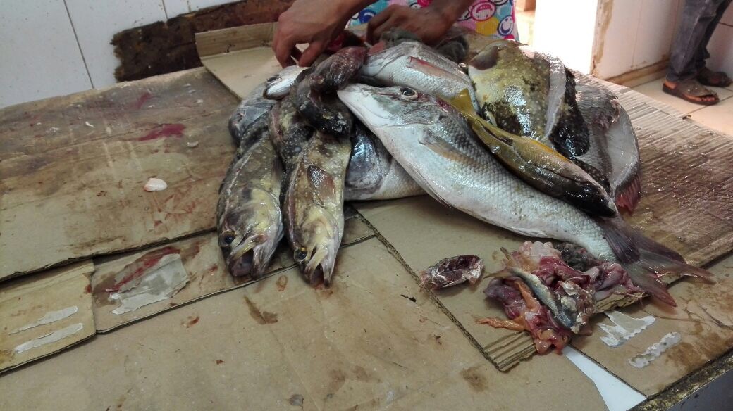 جولة تفتيشية على سوق السمك والمسلخ ومحطات طريق تبوك