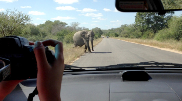 بالفيديو.. فيل ضخم يهاجم سيارة سياح بجنوب إفريقيا