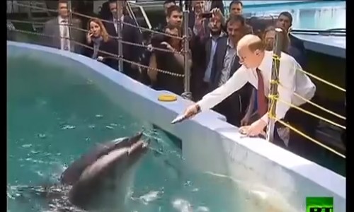 بالفيديو.. بوتين يداعب الدلافين بفلاديفوستوك