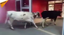شاهد.. أبقار تتسوق داخل مركز تجاري