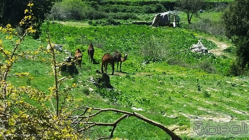 امطار الباحة (17)