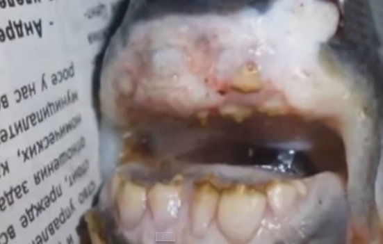 اصطياد سمكة روسية بأسنان بشرية