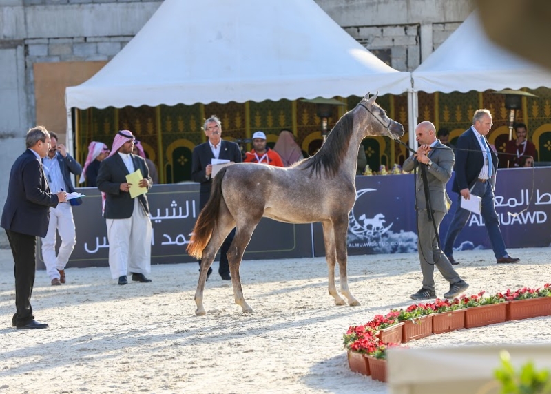 بطولة جمال الخيل العربي ‫(1)‬