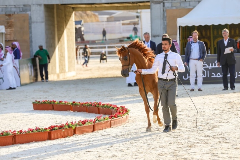 بطولة جمال الخيل العربي ‫(1)‬ ‫‬