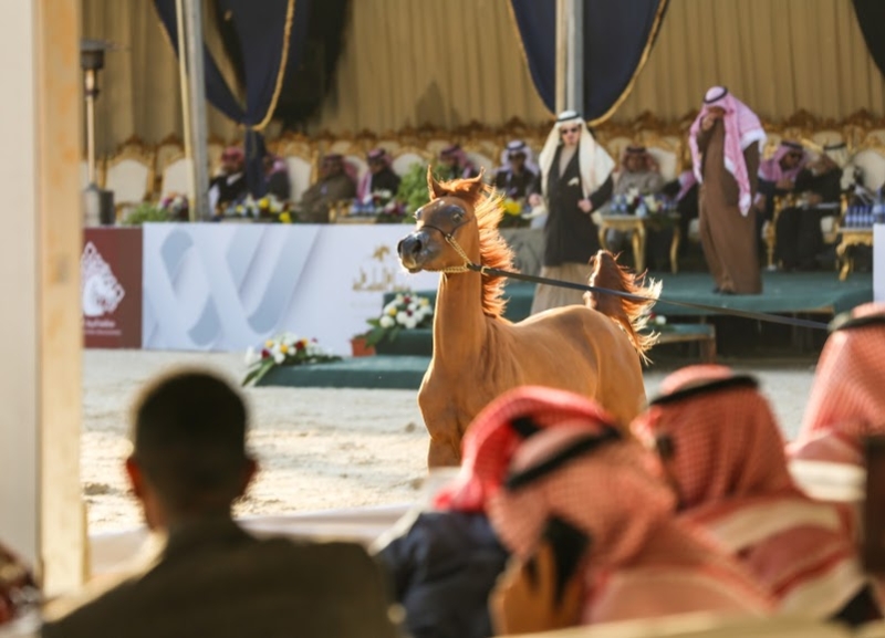 بطولة جمال الخيل العربي ‫(86019245)‬ ‫‬