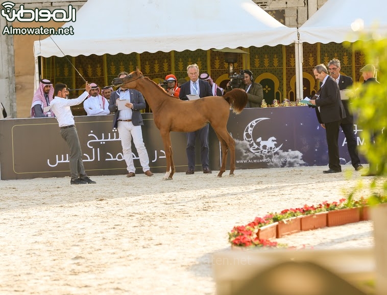 بطولة جمال الخيل العربي ‫(86019246)‬ ‫‬