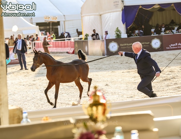 بطولة جمال الخيل العربي ‫(86019248)‬ ‫‬