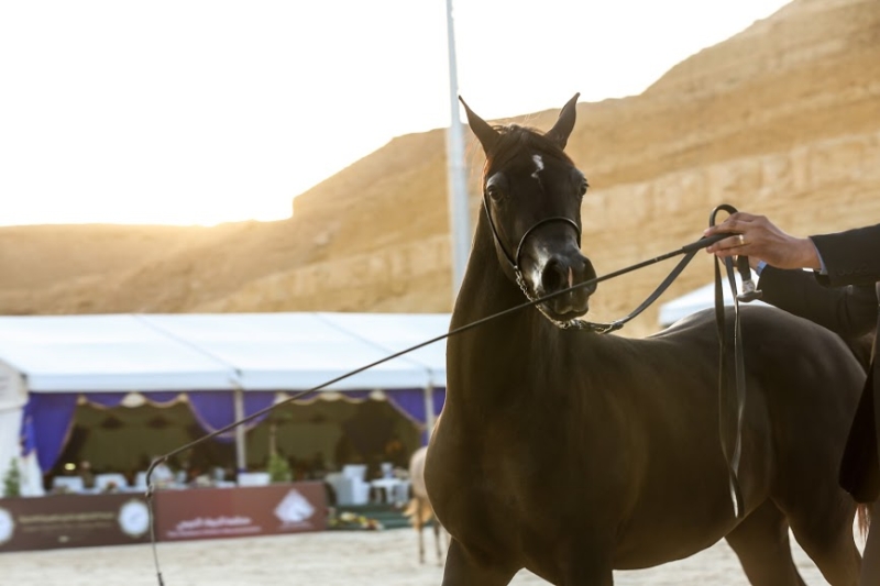 بطولة جمال الخيل العربي ‫(86019253)‬ ‫‬