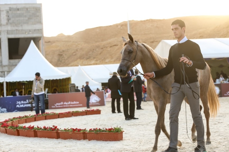 بطولة جمال الخيل العربي ‫(86019254)‬ ‫‬