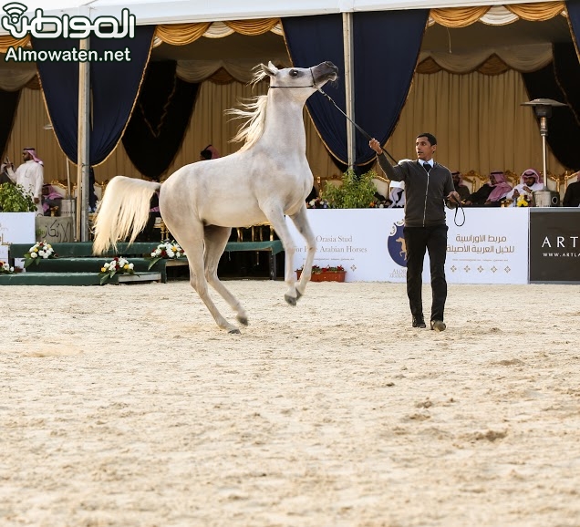 بطولة جمال الخيل العربي ‫(86019255)‬ ‫‬