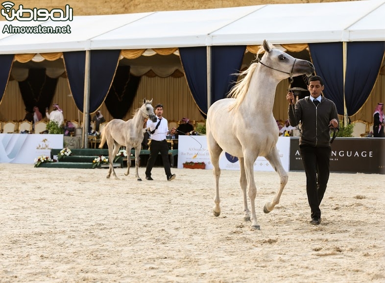 بطولة جمال الخيل العربي ‫(86019257)‬ ‫‬