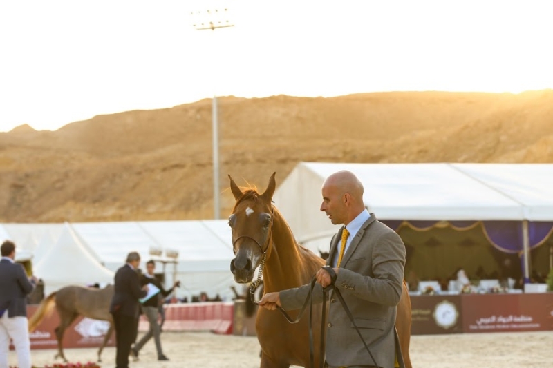 بطولة جمال الخيل العربي ‫(86019258)‬ ‫‬