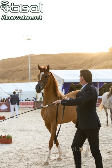 بطولة جمال الخيل العربي ‫(86019259)‬ ‫‬