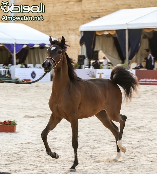 بطولة جمال الخيل العربي ‫(86019260)‬ ‫‬