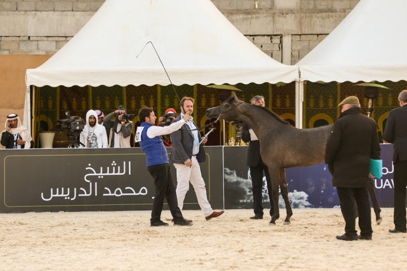 بطولة جمال الخيل العربي ‫(86019261)‬ ‫‬