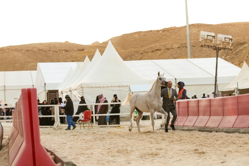 بطولة جمال الخيل العربي ‫(86019264)‬ ‫‬