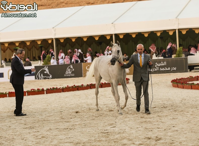 بطولة جمال الخيل العربي ‫(86019268)‬ ‫‬