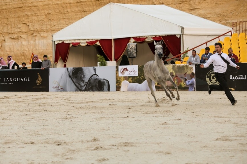 بطولة جمال الخيل العربي ‫(86019269)‬ ‫‬