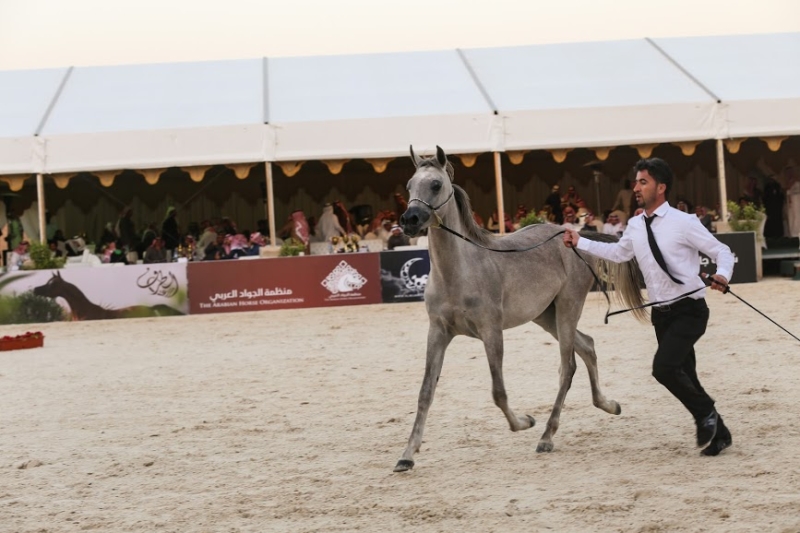 بطولة جمال الخيل العربي ‫(86019270)‬ ‫‬