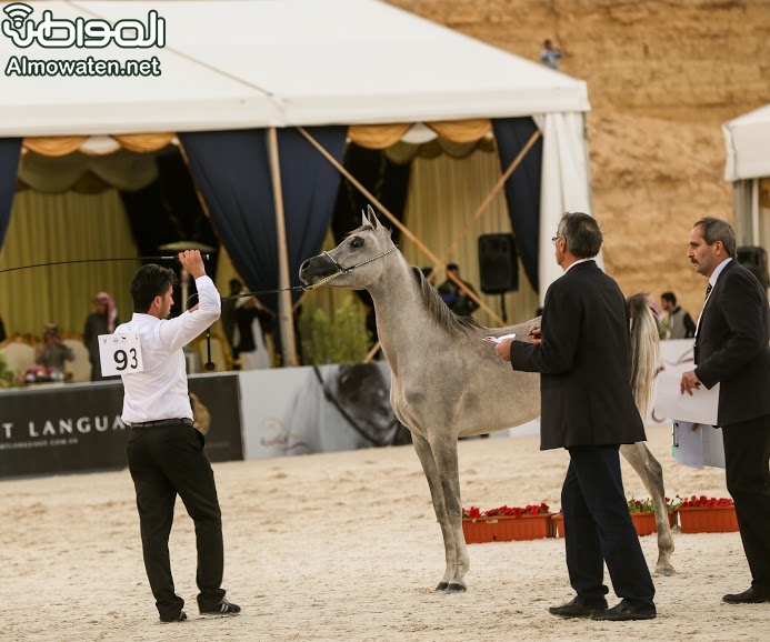 بطولة جمال الخيل العربي ‫(86019271)‬ ‫‬