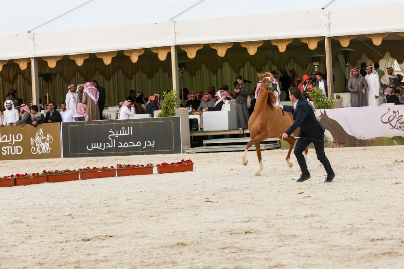 بطولة جمال الخيل العربي ‫(86019272)‬ ‫‬