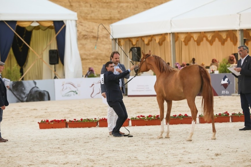 بطولة جمال الخيل العربي ‫(86019273)‬ ‫‬