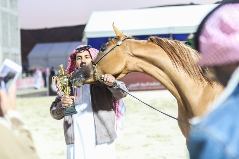 بطولة جمال الخيل العربي ‫(86019279)‬ ‫‬