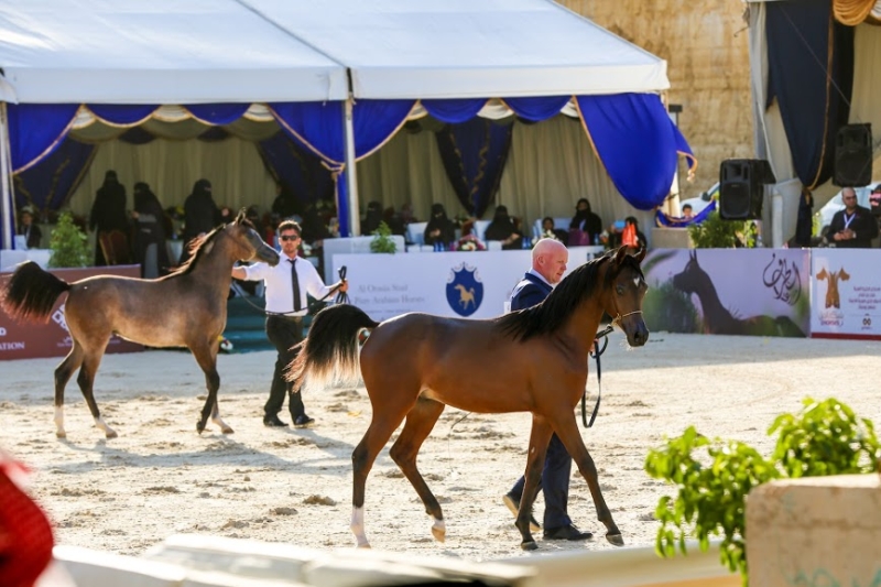 بطولة جمال الخيل العربي ‫(86019280)‬ ‫‬