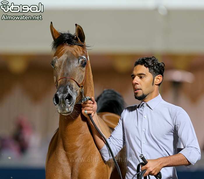 جمال الخيل ‫(1)‬ ‫‬