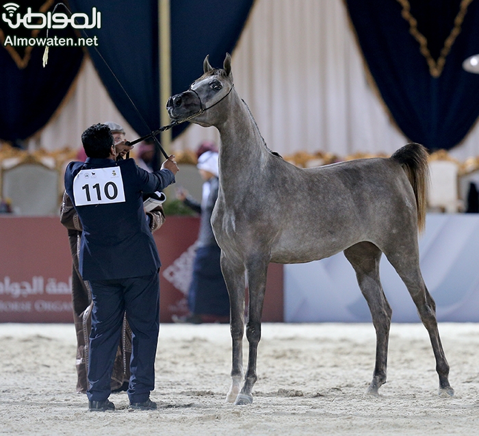 جمال الخيل ‫(1)‬