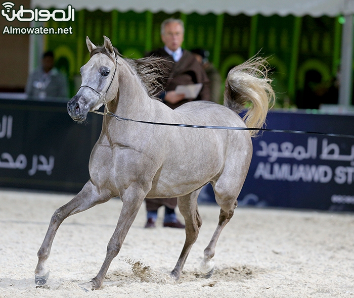 جمال الخيل ‫(305430326)‬ ‫‬