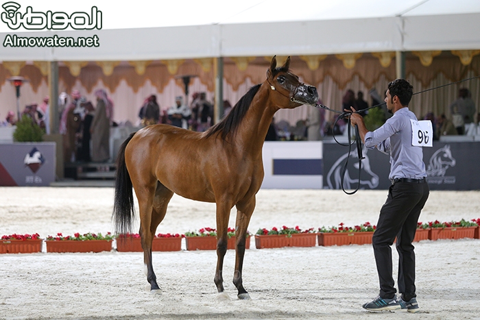 جمال الخيل ‫(305430331)‬ ‫‬