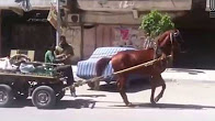 شاهد.. حصان يتحدى صاحبه ويرفض التحرك حتى يكمل رقصته