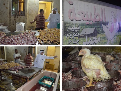 بالصور.. ضبط 5 آلاف دجاجة مذبوحة قبل بيعها في #جدة