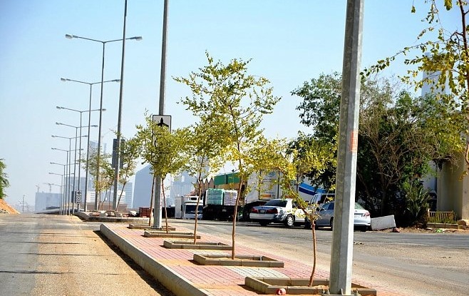 شوارع خاصة لزراعة الزيتون والسدر واللوز والمورينجا​ في #الرياض ​
