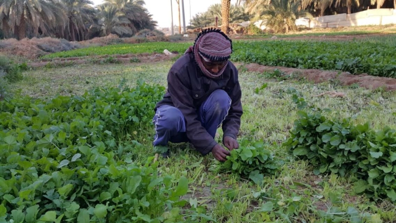 زراعة الورقيات بوادي الدواسر ‫(92976696)‬ ‫‬