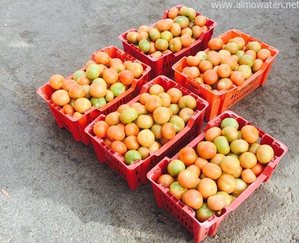 مصادرة 98 طبلية وإتلاف 75 صندوق طماطم فاسدة بالمدينة