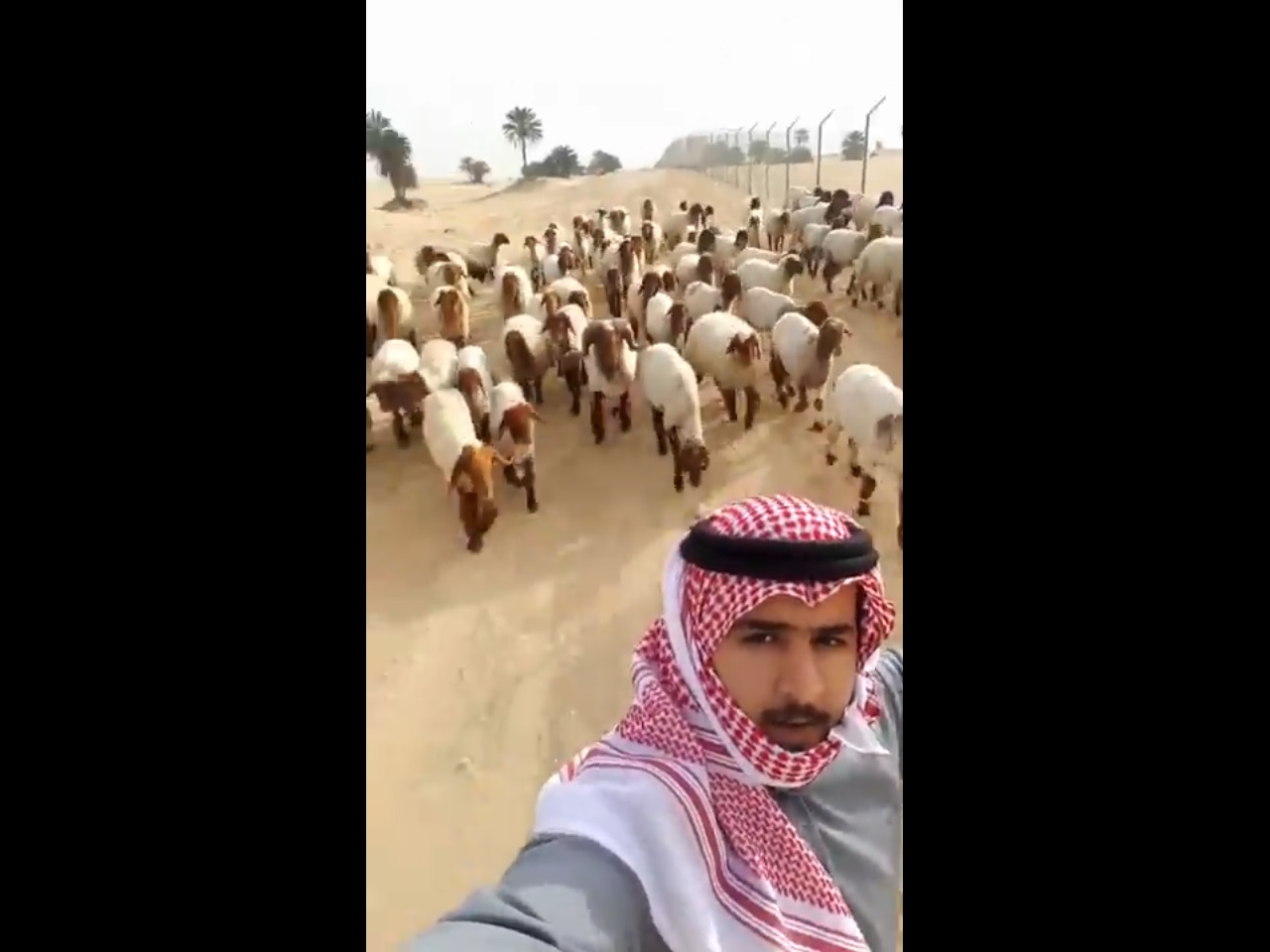 شاهد.. حاول التقاط “سيلفي” مع خرافه فطار!