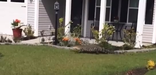 شاهد.. تمساح يدق جرس باب منزل للدخول
