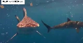 غواص يسبح وسط أسماك القرش بفلوريدا