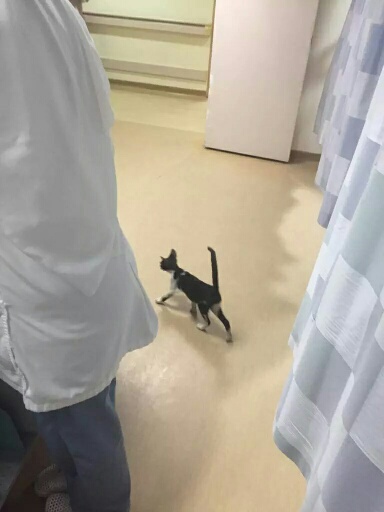 بالصور.. قطة تتجول بطوارئ مستشفى #الخفجي