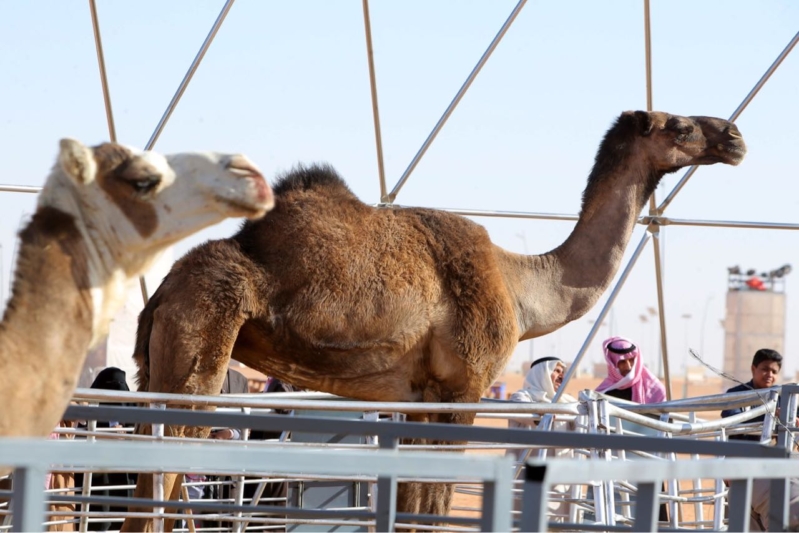 منقيات مهرجان الملك عبدالعزيز للإبل‎ تشهد حضورًا كثيفًا