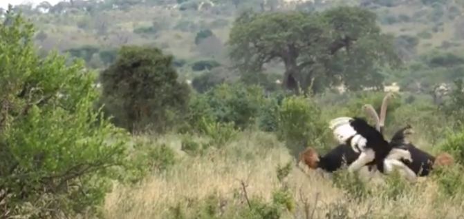 بالفيديو .. فيل يتدخل لإنهاء مشاجرة بين نعامتين